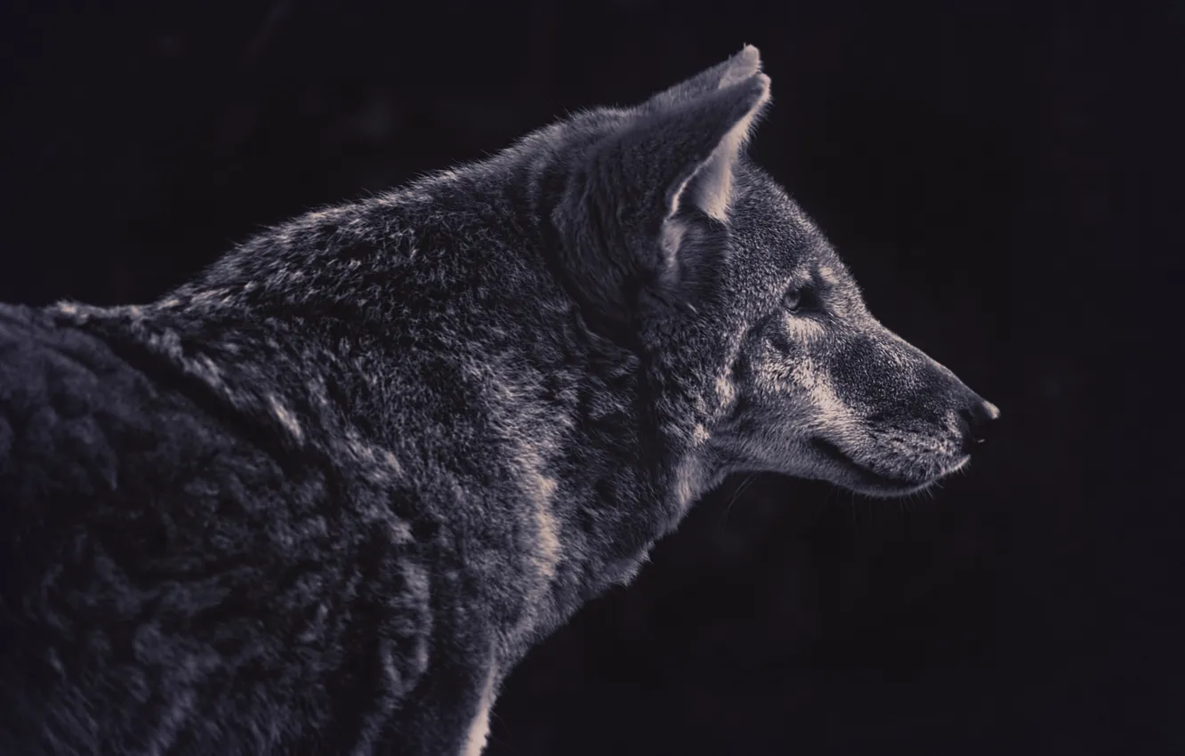 Фото обои волк, хищник, профиль