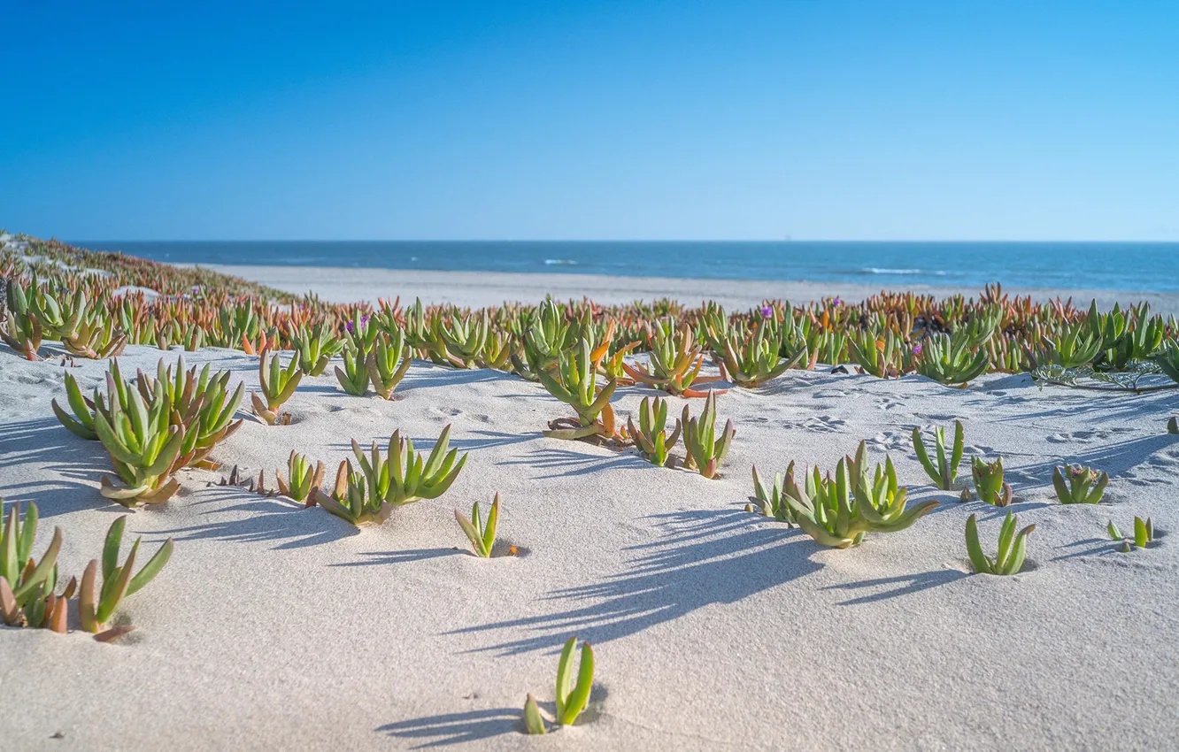 Фото обои sea, landscape, Beach, nature, water, sand, shore, plants