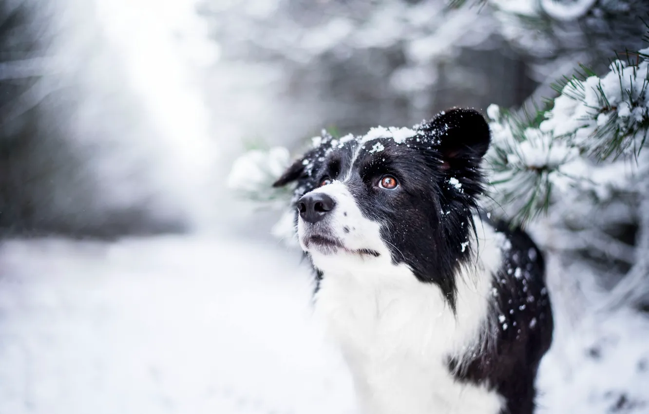 Фото обои зима, взгляд, морда, собака, боке, Бордер-колли