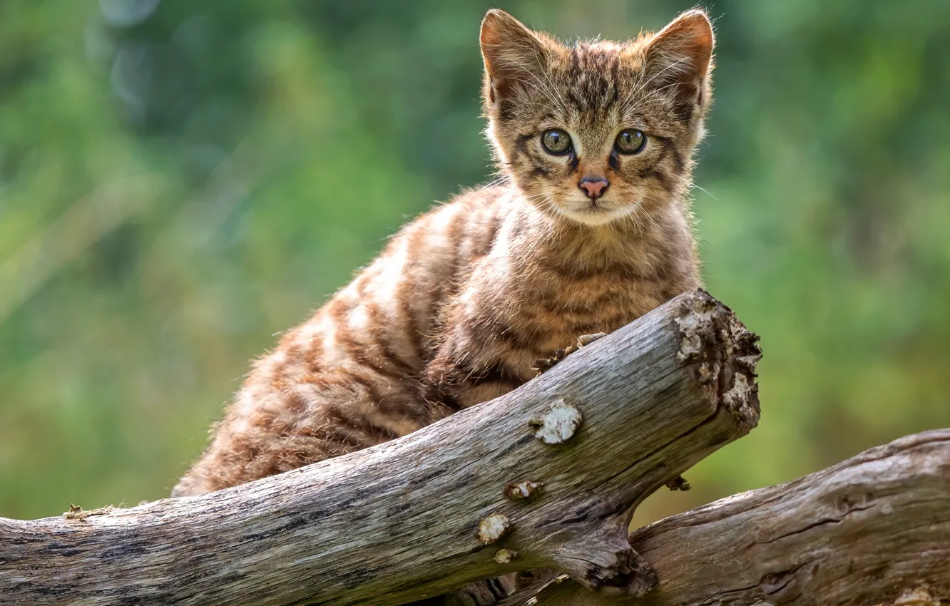 Фото обои кошка, взгляд, котенок, дерево, коряга, бревно, мордашка, дикий лесной кот