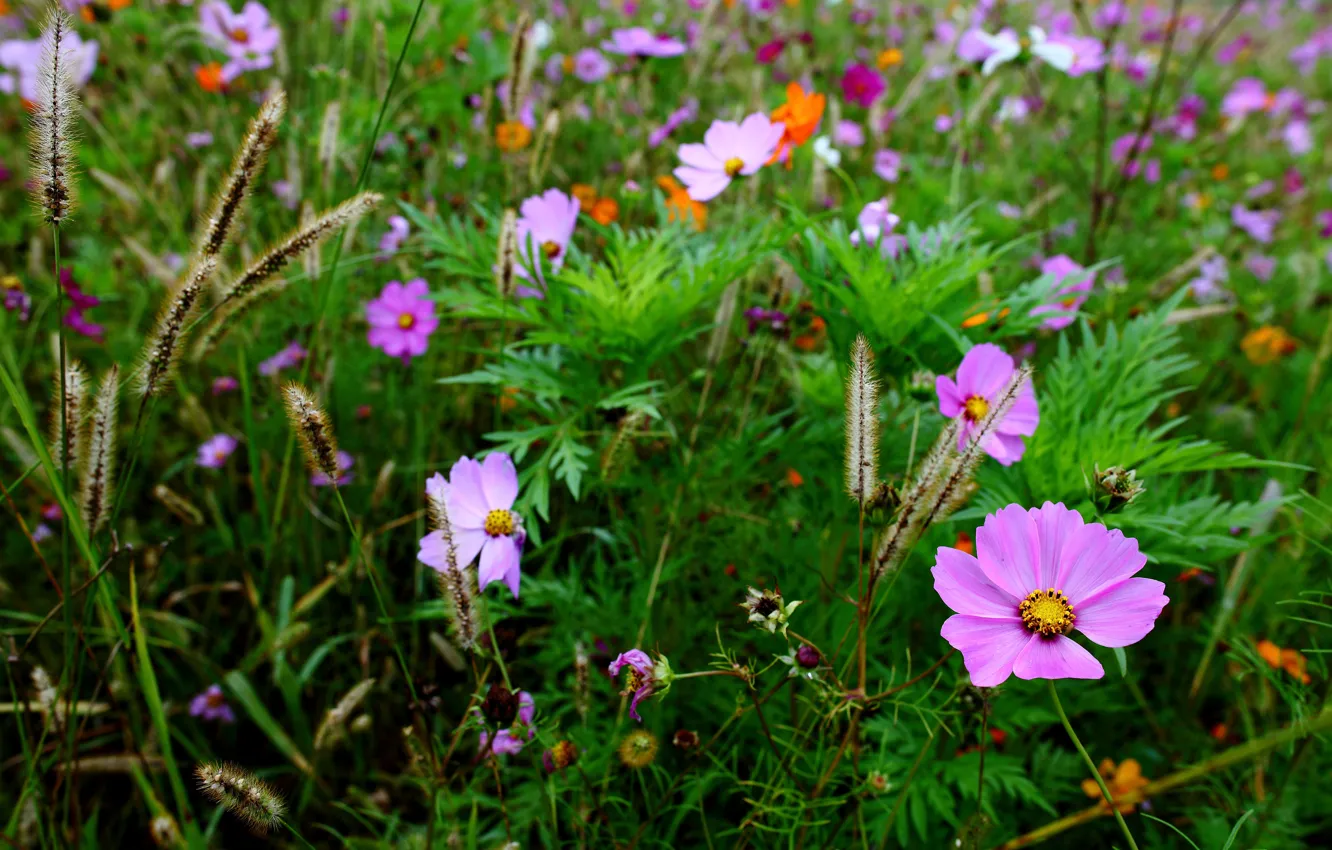 Фото обои поле, трава, макро, размытость, колоски, цветочки, Космея