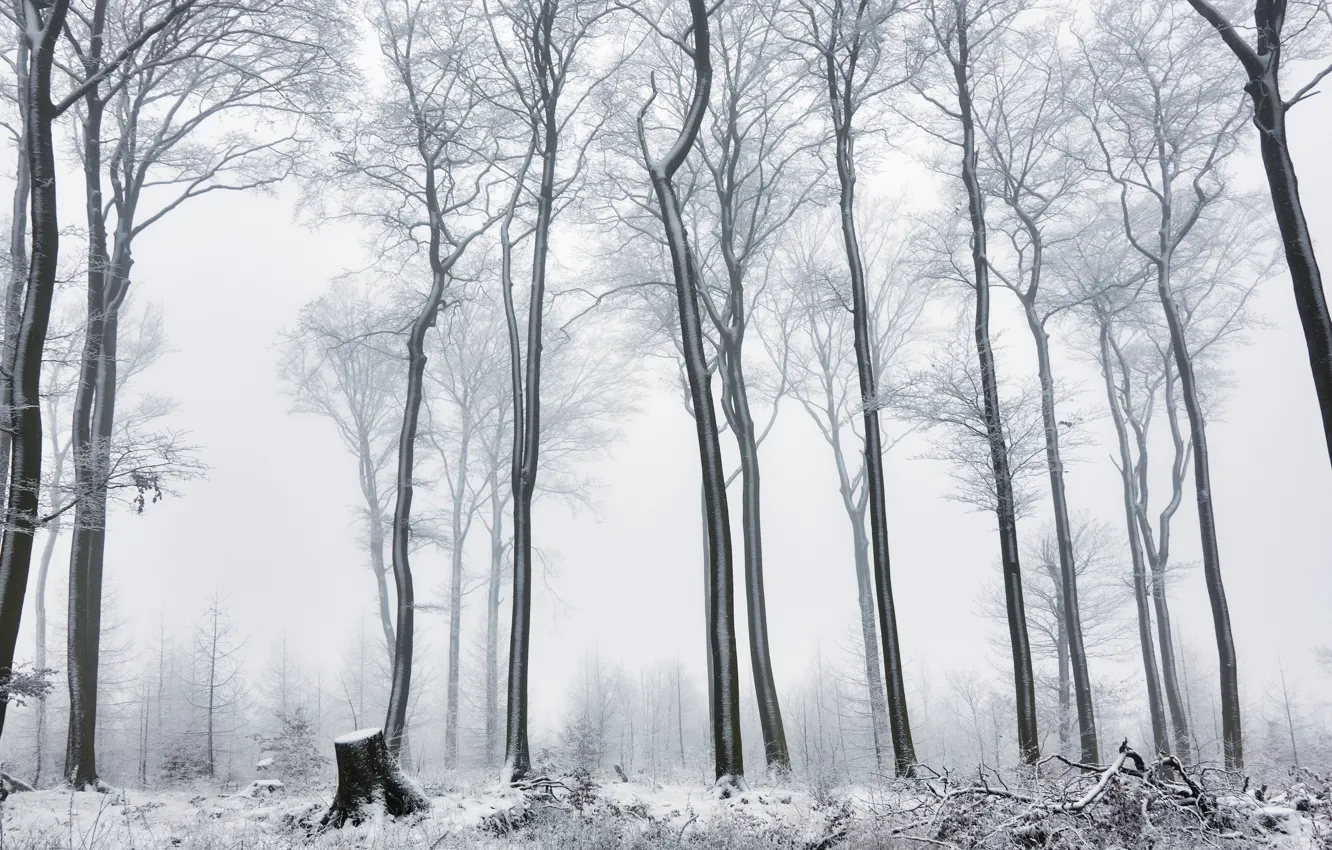 Фото обои зима, лес, туман