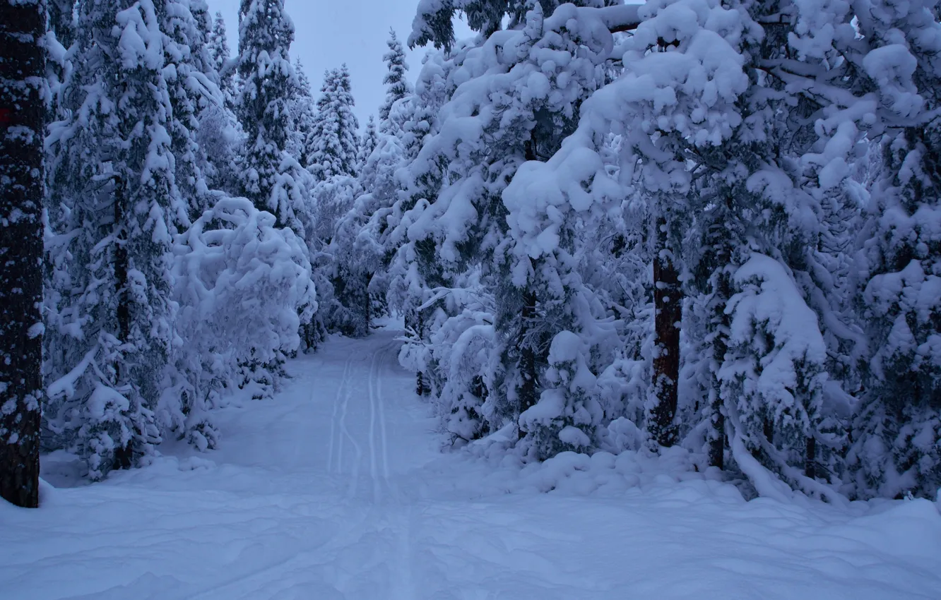 Фото обои Зима, Вечер, Снег, Норвегия, Мороз, Сумерки, Дорожка, Snow