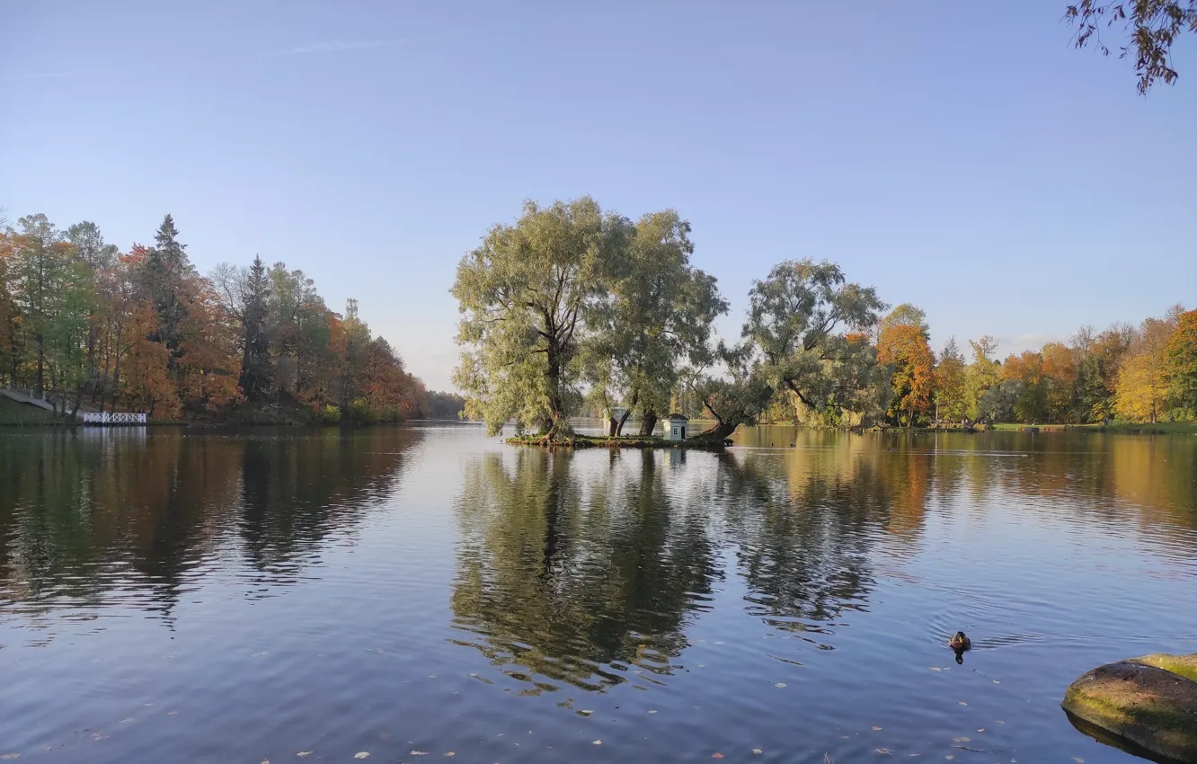 Фото обои осень, пруд, парк, островок, водоем, уточки