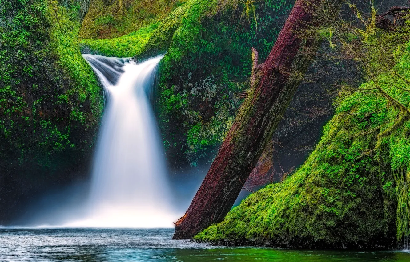 Фото обои река, водопад, мох, Орегон, бревно, Oregon, Columbia River Gorge, ущелье реки Колумбия
