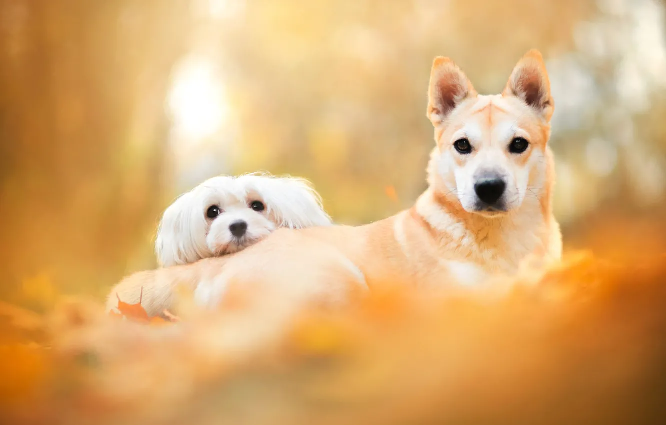 Фото обои осень, собаки, взгляд, листья, свет, желтый, поза, парк