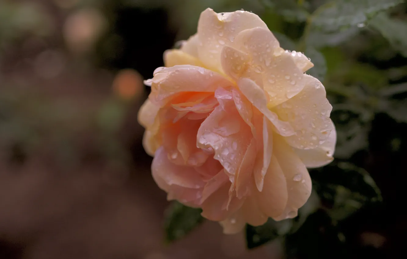 Фото обои цветок, капли, фон, роза, оранжевая, боке, кремовая