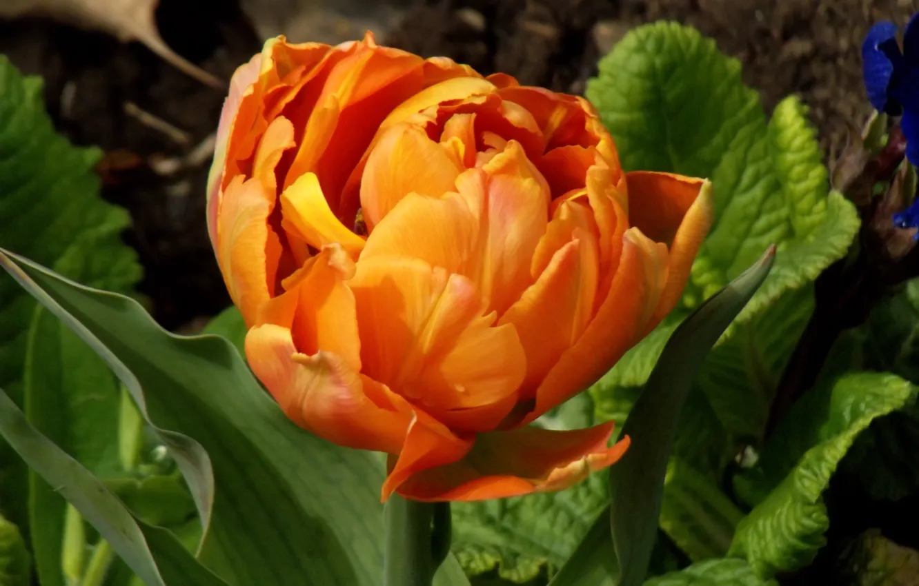Фото обои оранжевый, тюльпан, Весна, Spring, orange, Боке, Tulips, Bokeh