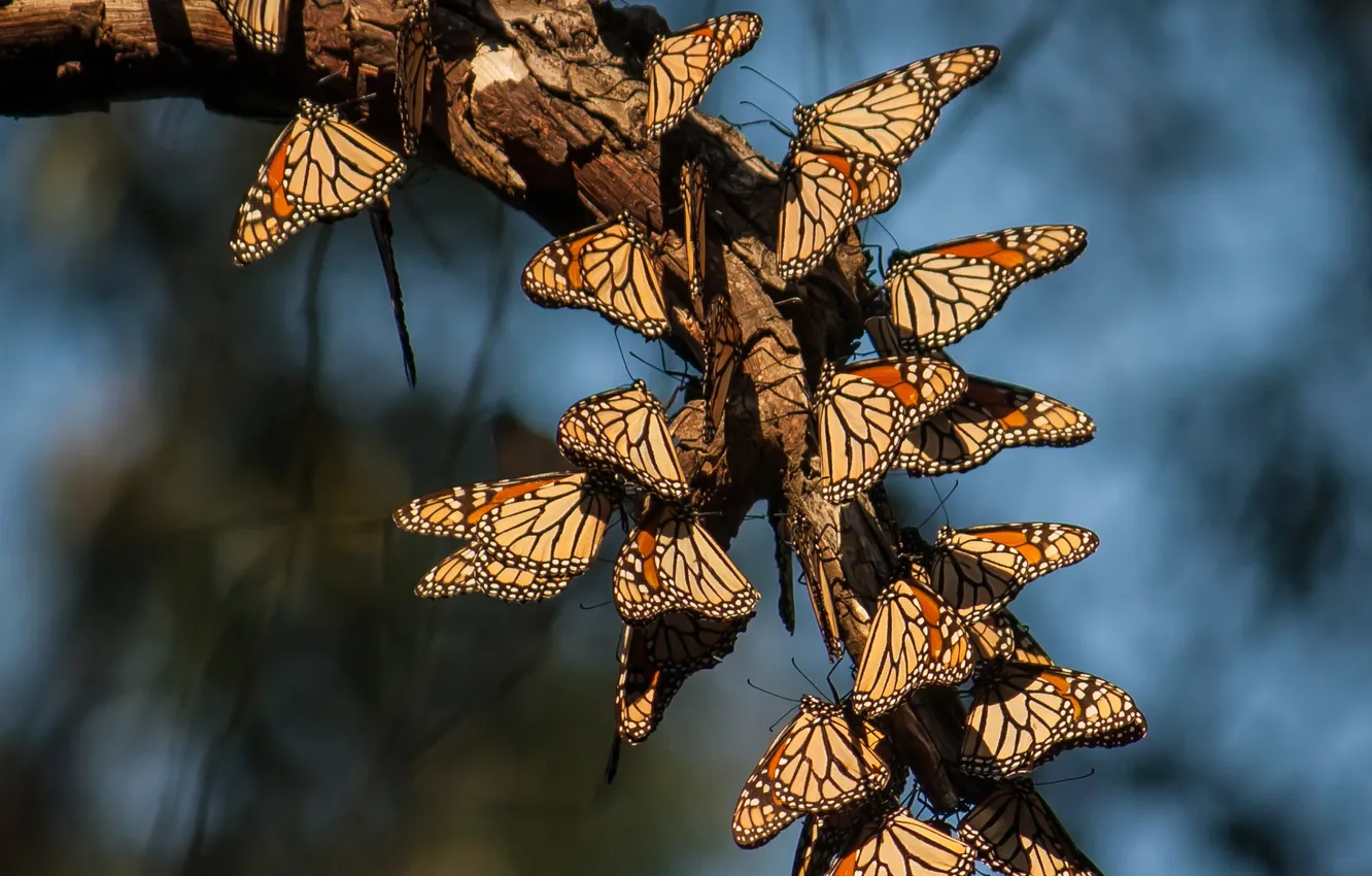 Фото обои бабочки, природа, ветка, монархи