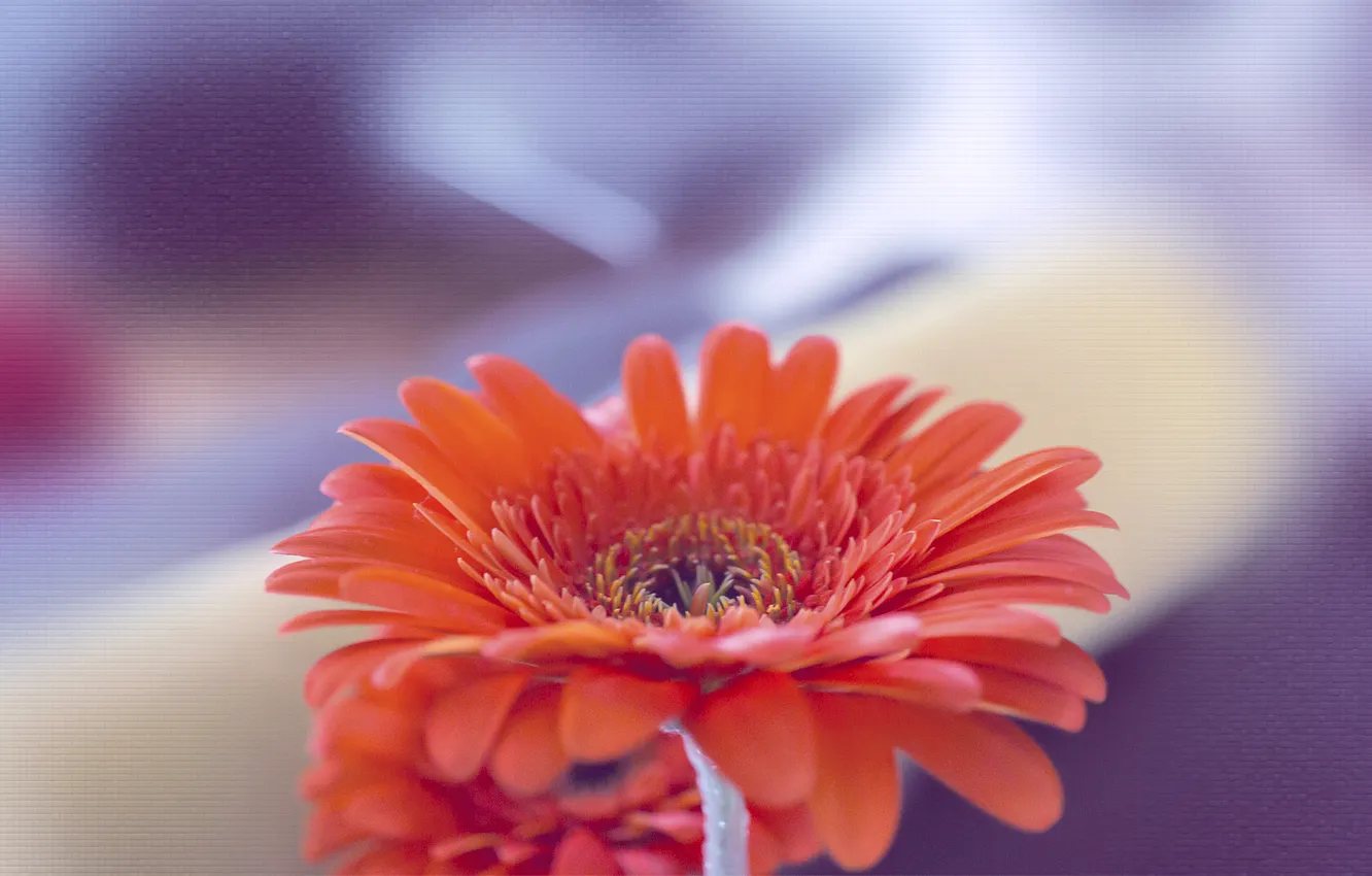 Фото обои цветок, макро, оранжевый, гербера, Xpand, Orange Gerbera