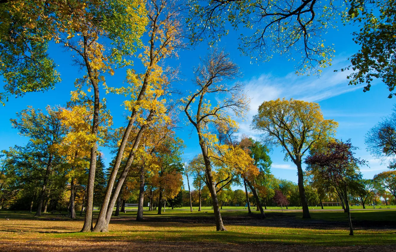 Фото обои осень, небо, трава, листья, деревья, парк