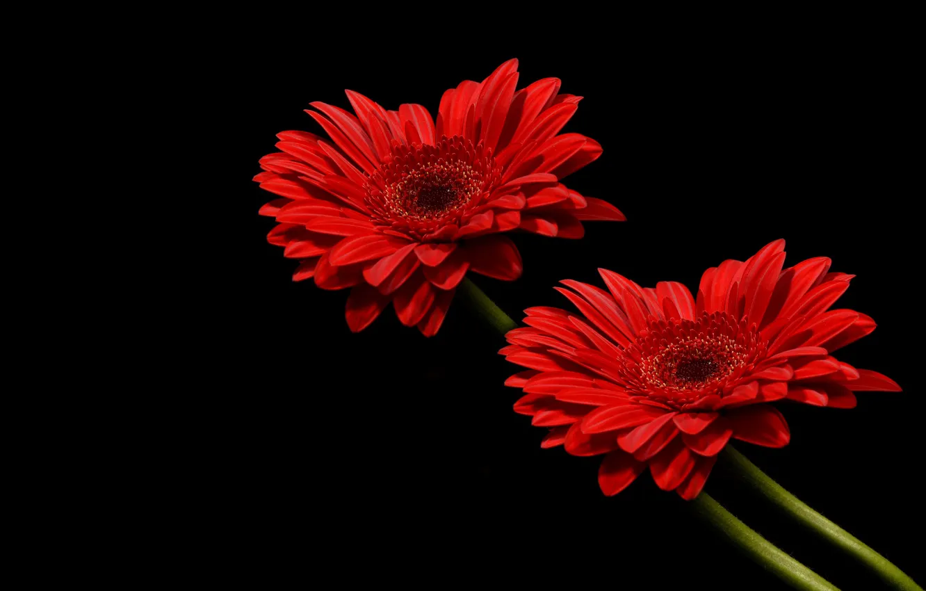 Фото обои flowers, red flowers, bunch of flowers, bouquet of flowers