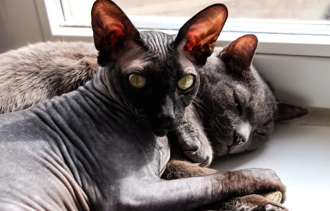 Фото обои кот, кошки, коты, котики, сфинкс, котейки, лысый кот, спящие коты