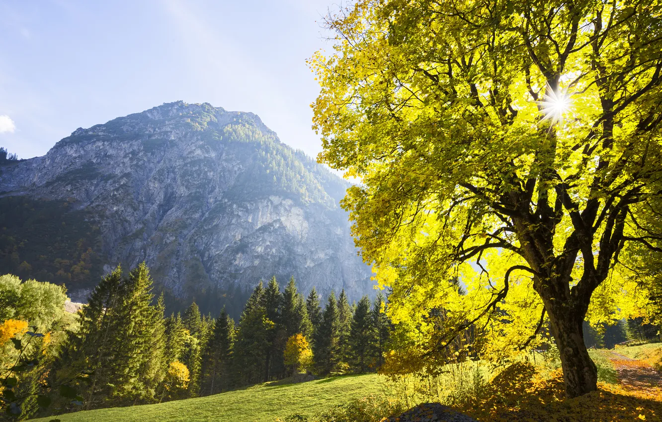 Фото обои осень, солнце, деревья, горы