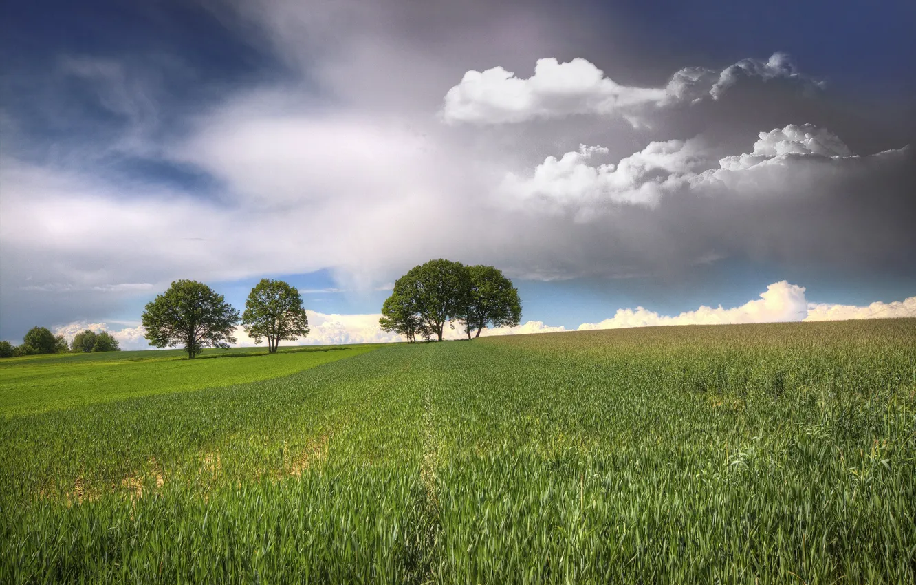 Фото обои поле, небо, облака, деревья