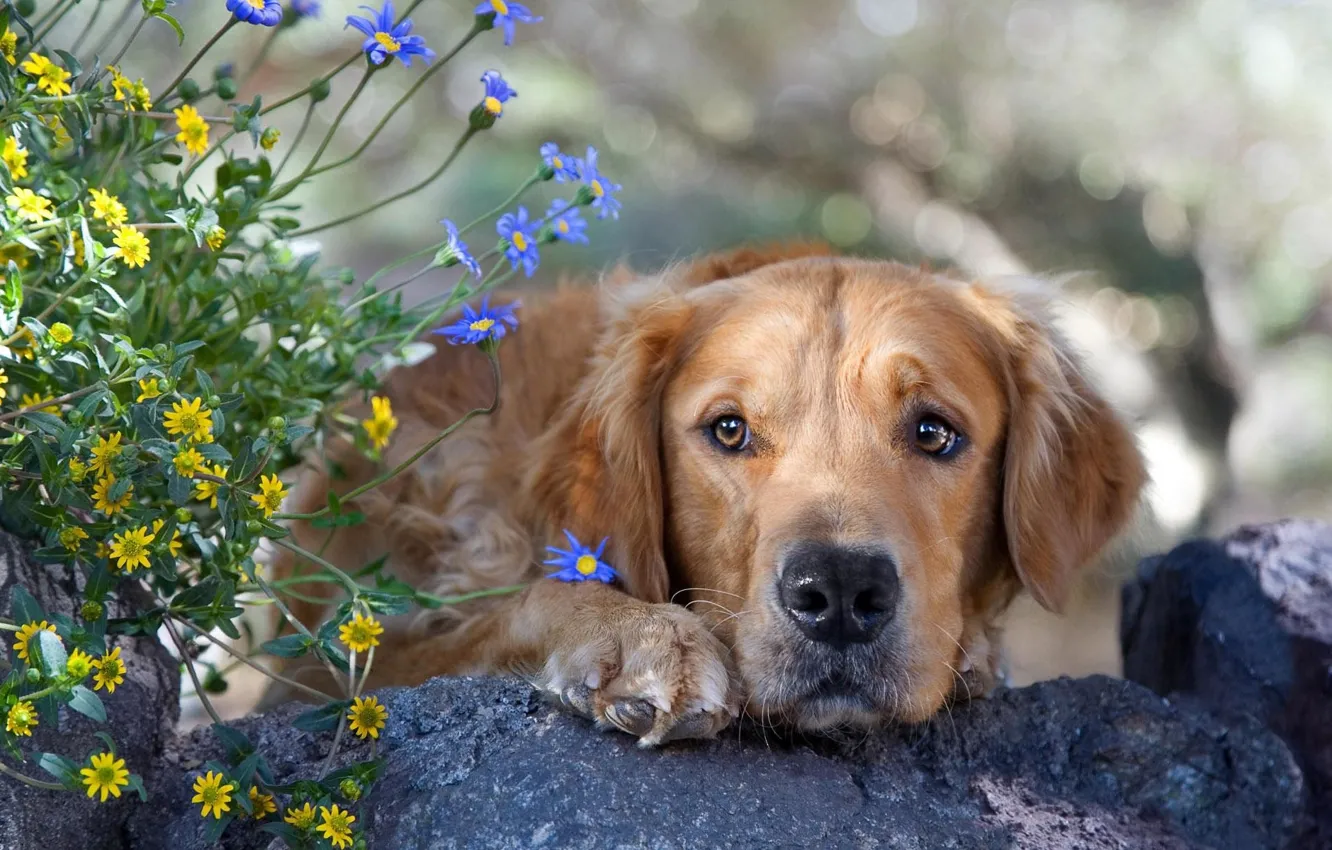 Фото обои морда, цветы, собака, ретривер