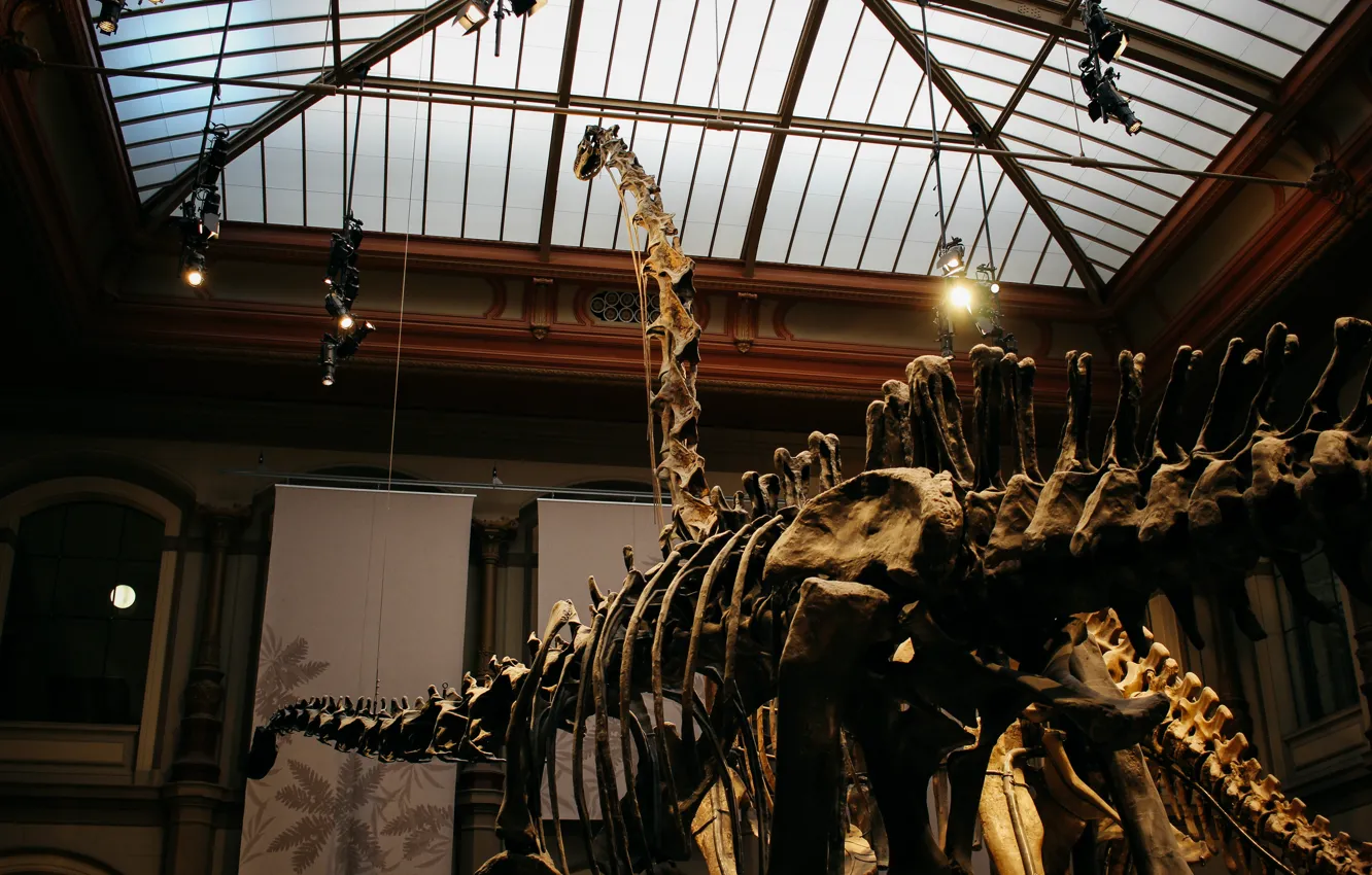 Фото обои динозавр, скелет, музей