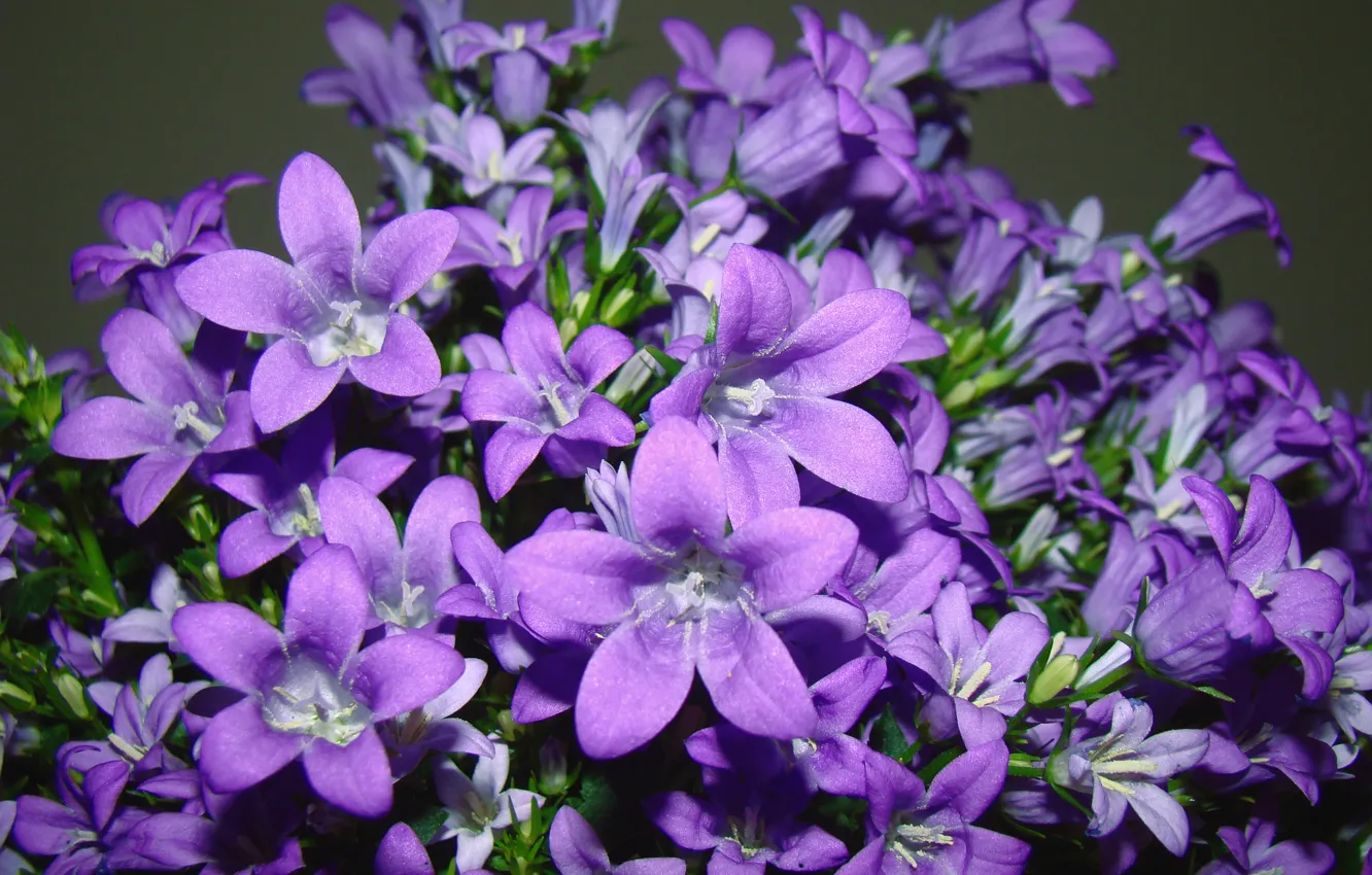 Фото обои фиолетовый, листья, макро, цветы, сиреневый, пыльца, лепестки, тычинки