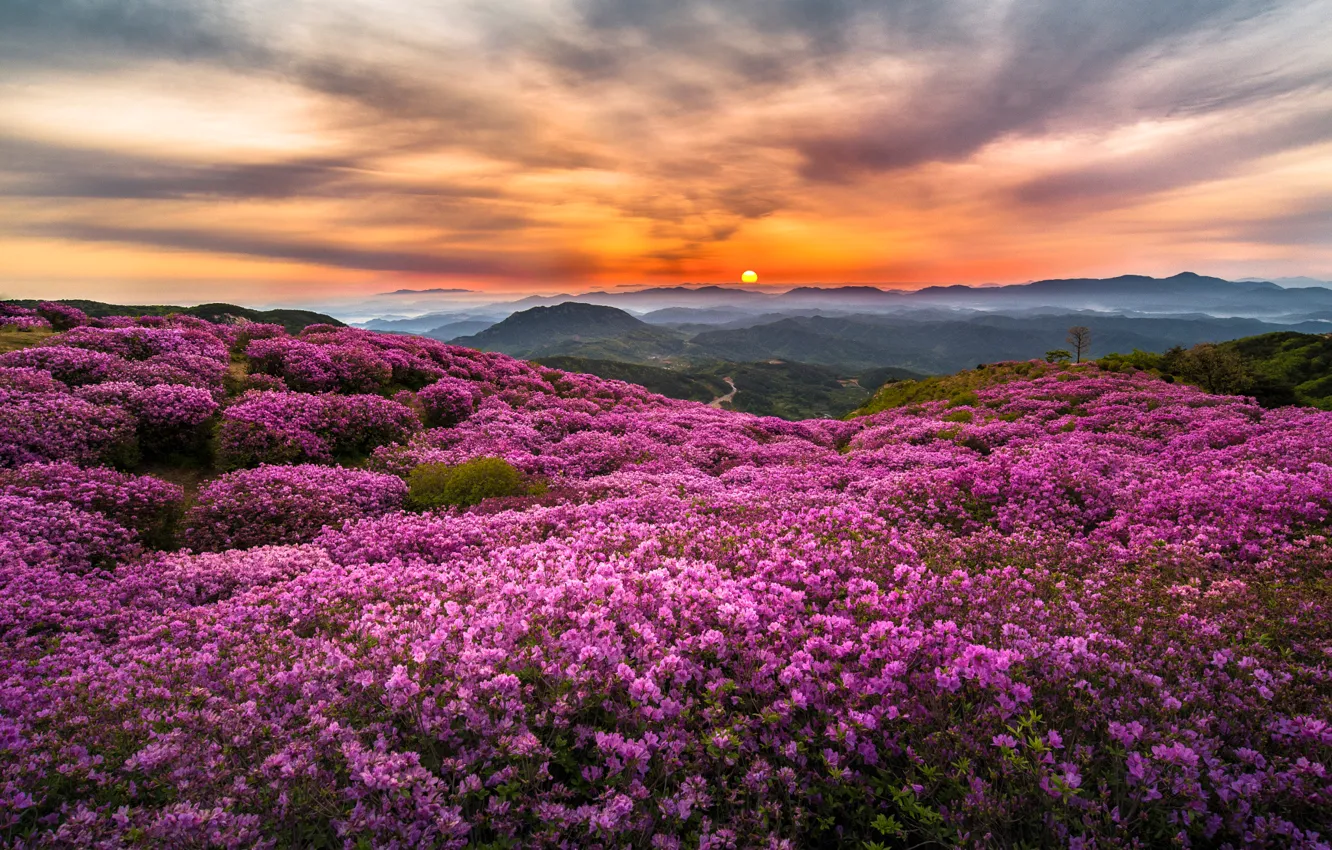 Фото обои солнце, цветы, горы, туман, холмы, утро, Корея