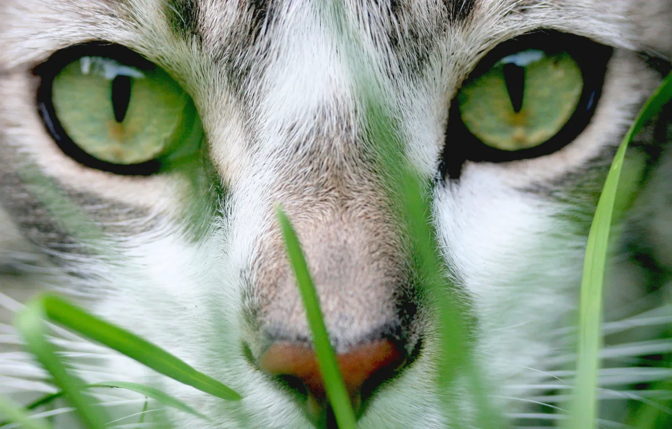 Фото обои кошка, трава, глаза, морда, зеленые