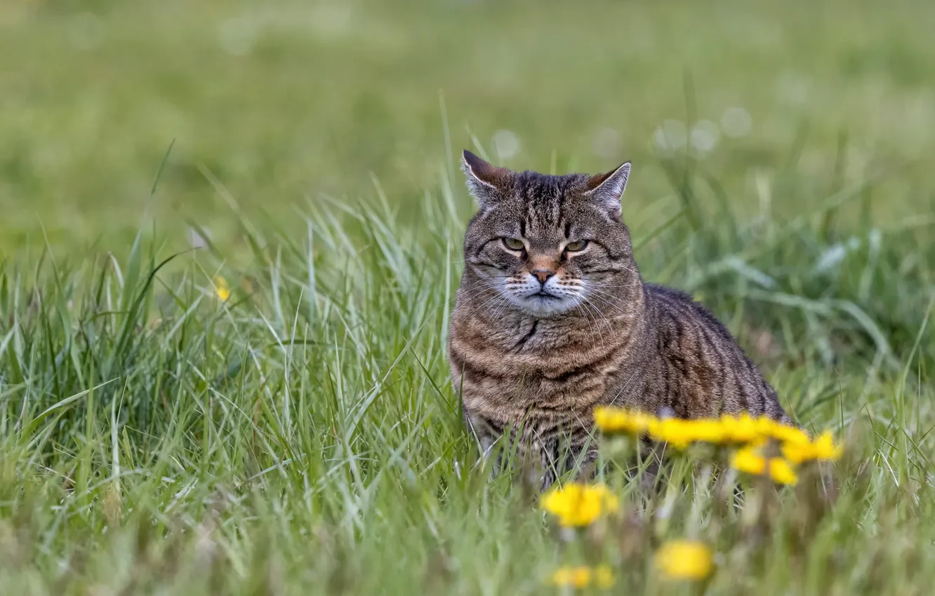 Фото обои трава, кот, взгляд, цветы, котэ, серьёзный