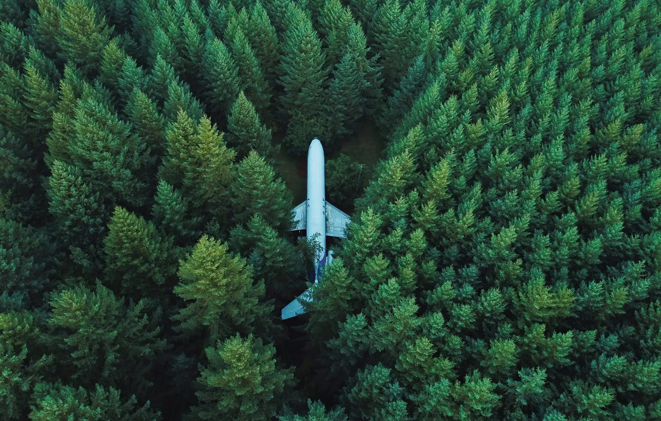 Фото обои зелень, деревья, самолет, Лес