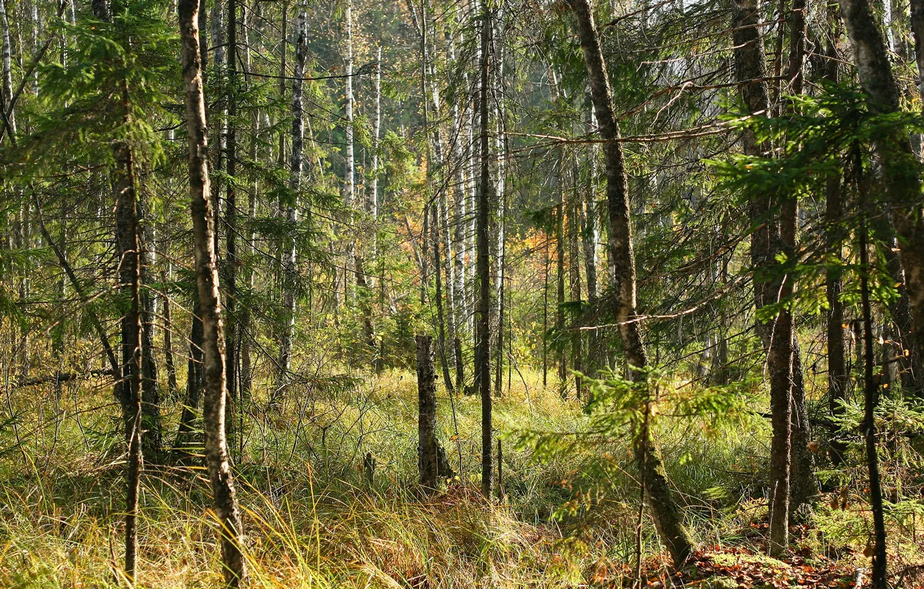 Фото обои осень, лес, солнце, поляна, чаща, россия, солнечно, солнечные лучи