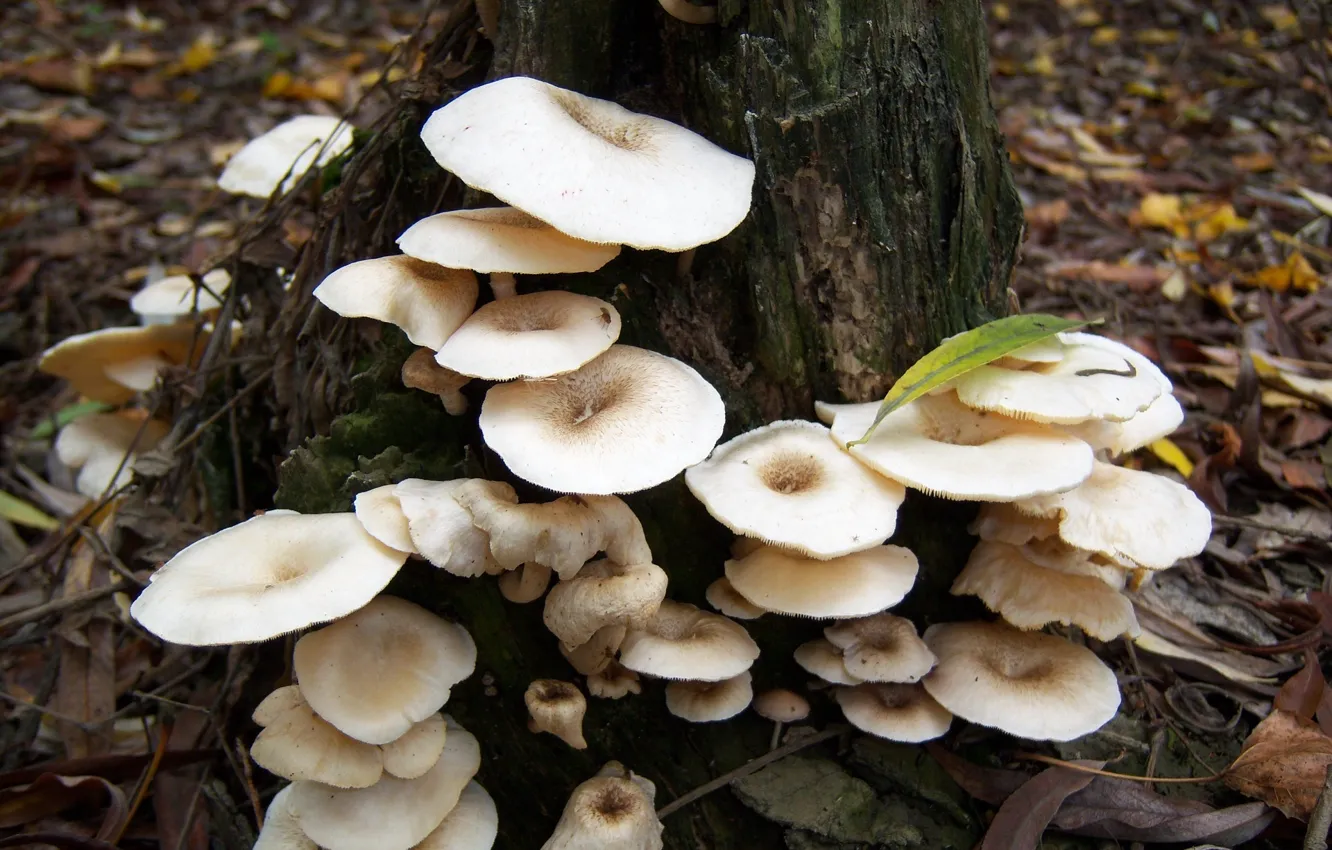 Фото обои осень, грибы, пень, пенёк, Meduzanol ©, октябрь 2009