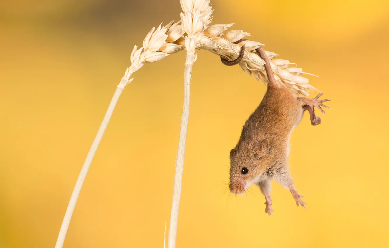 Фото обои фон, мышка, колоски, грызун, акробатика, Мышь-малютка