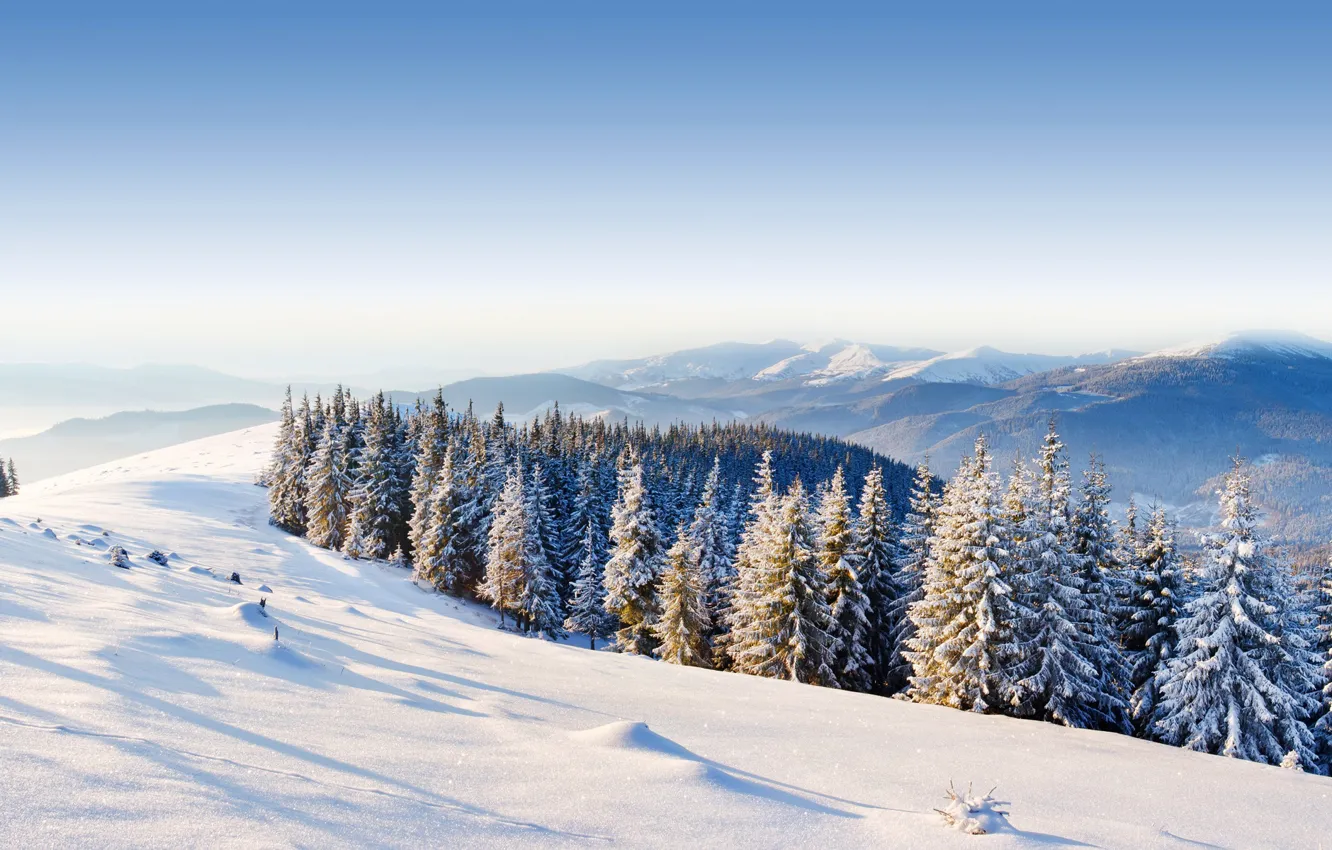 Фото обои зима, лес, небо, снег, деревья, горы, холмы, ель