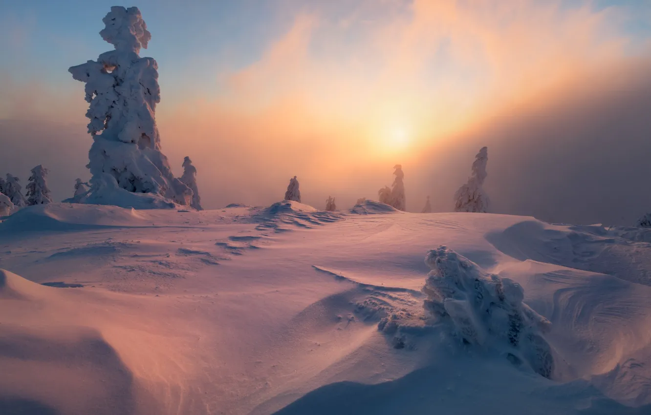 Фото обои зима, снег, деревья, пейзаж, природа, туман, рассвет, утро