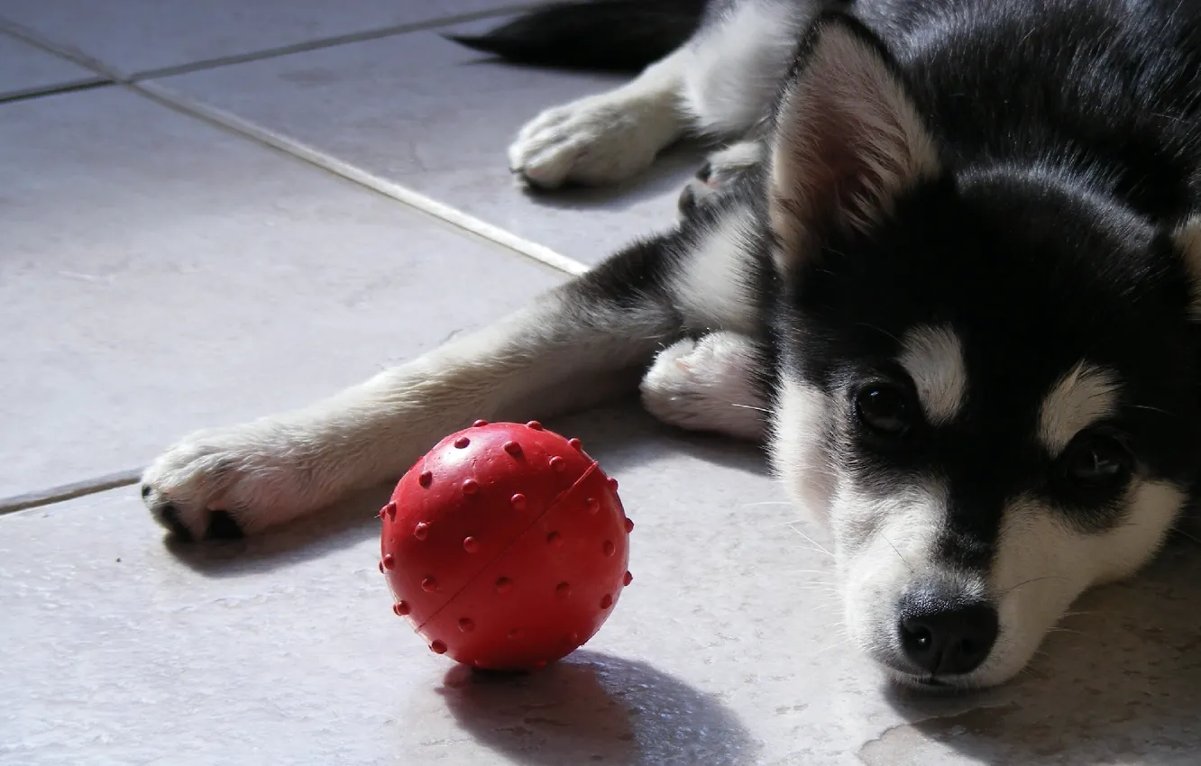 Фото обои взгляд, мяч, собака, пес, щенок, мячик, хаски