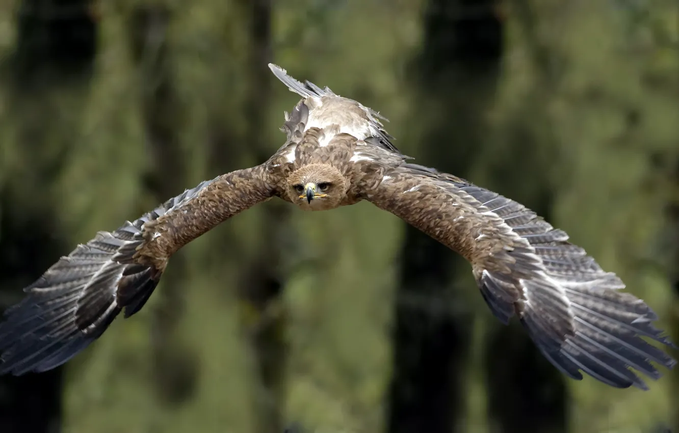 Фото обои птица, полёт, Tawny Eagle