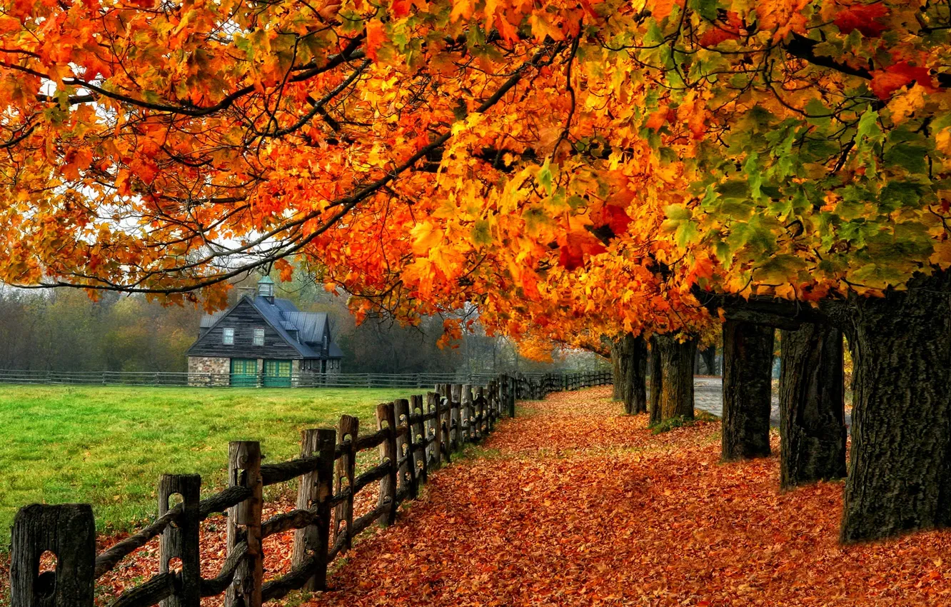 Фото обои дорога, осень, листья, деревья, природа, дом, colors, colorful