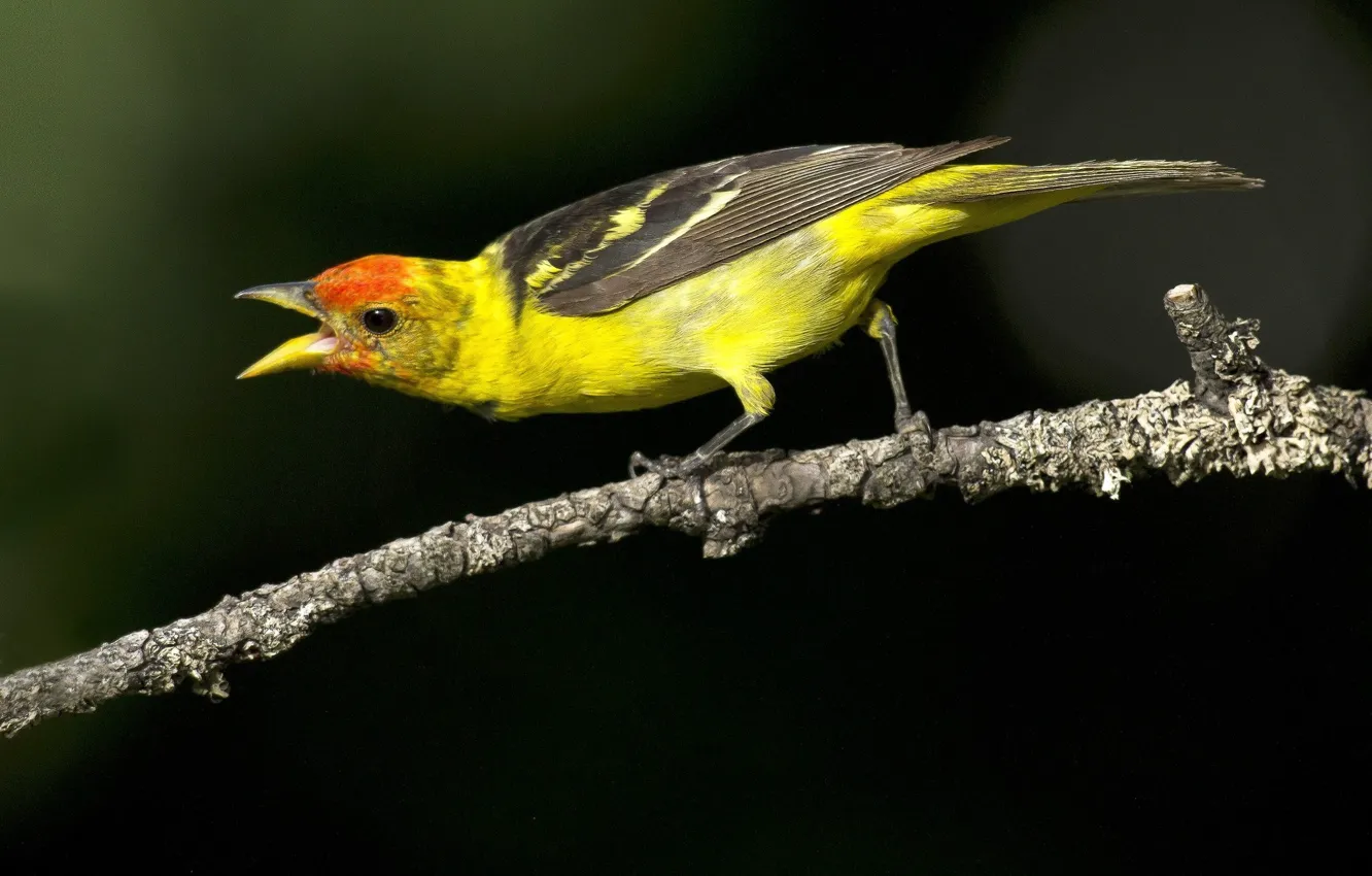 Фото обои colorful, animals, bird, birds, animal, branch