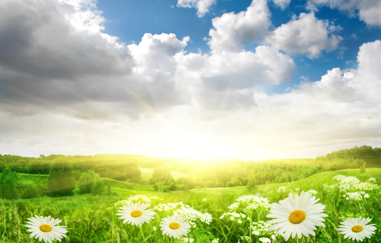 Фото обои поле, небо, трава, солнце, облака, свет, пейзаж, цветы