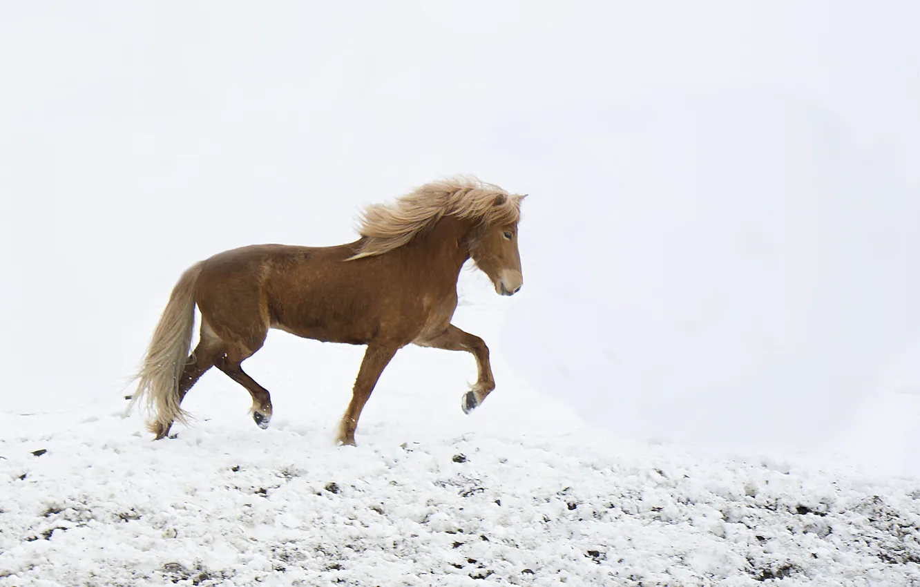 Фото обои freedom, winter, snow, horse, wind, freeze, wildlife, frost