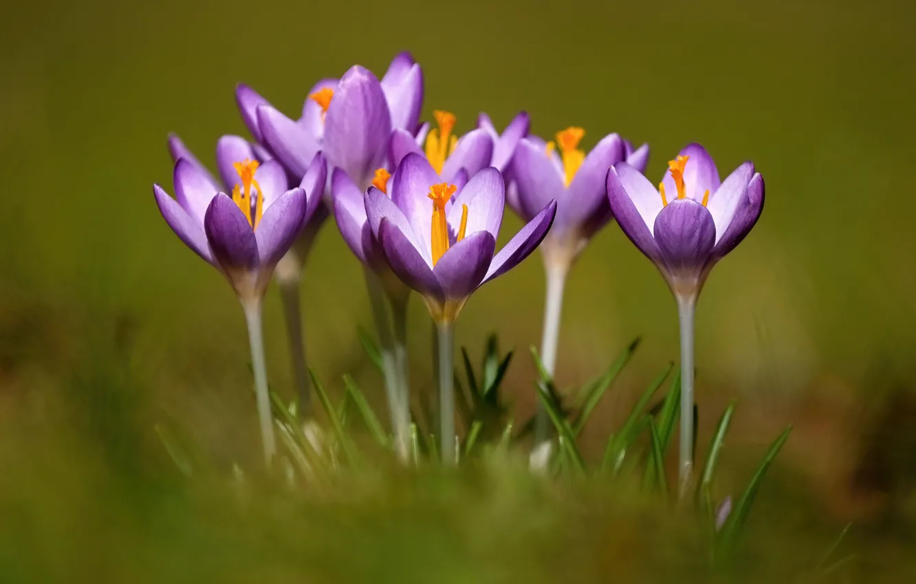 Фото обои фон, весна, Крокусы, Шафран