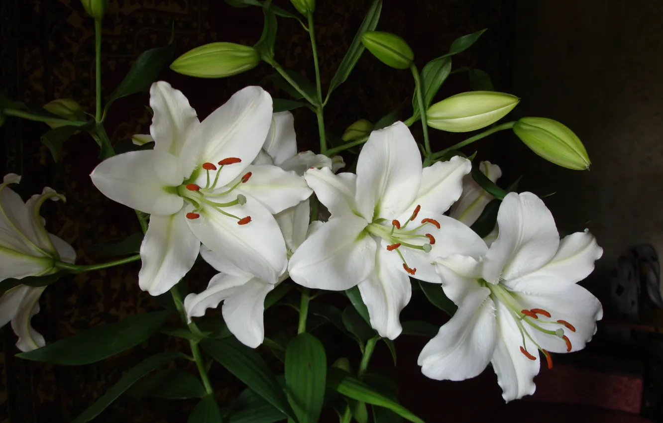 Фото обои лилии, лепестки, тычинки, белые