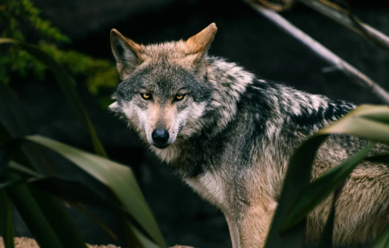 Фото обои nature, predator, animal, wolf, wildlife, portrait, portrait., Canis lupus. face