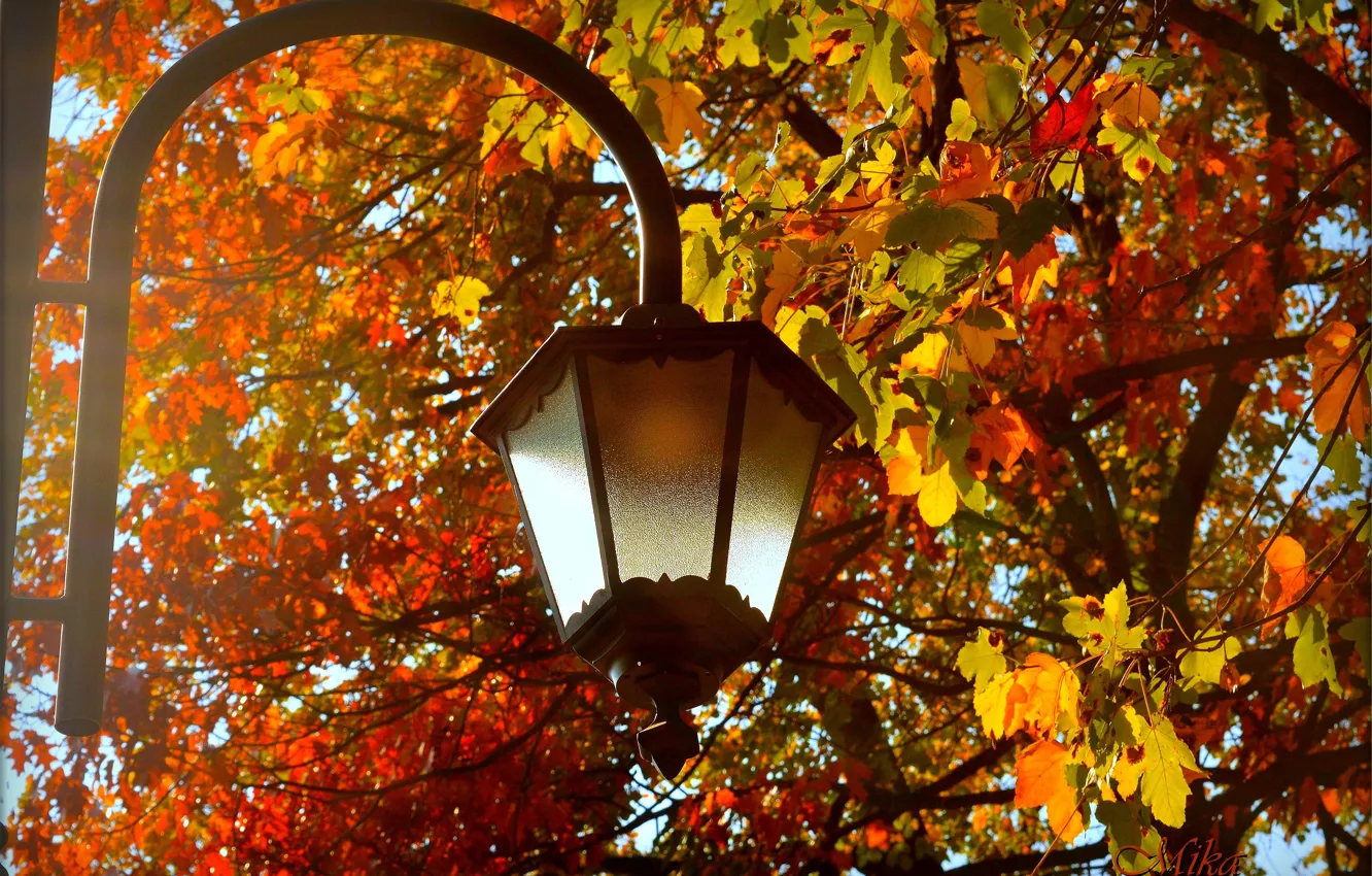 Фото обои Осень, Листья, Фонарь, Fall, Autumn, Leaves