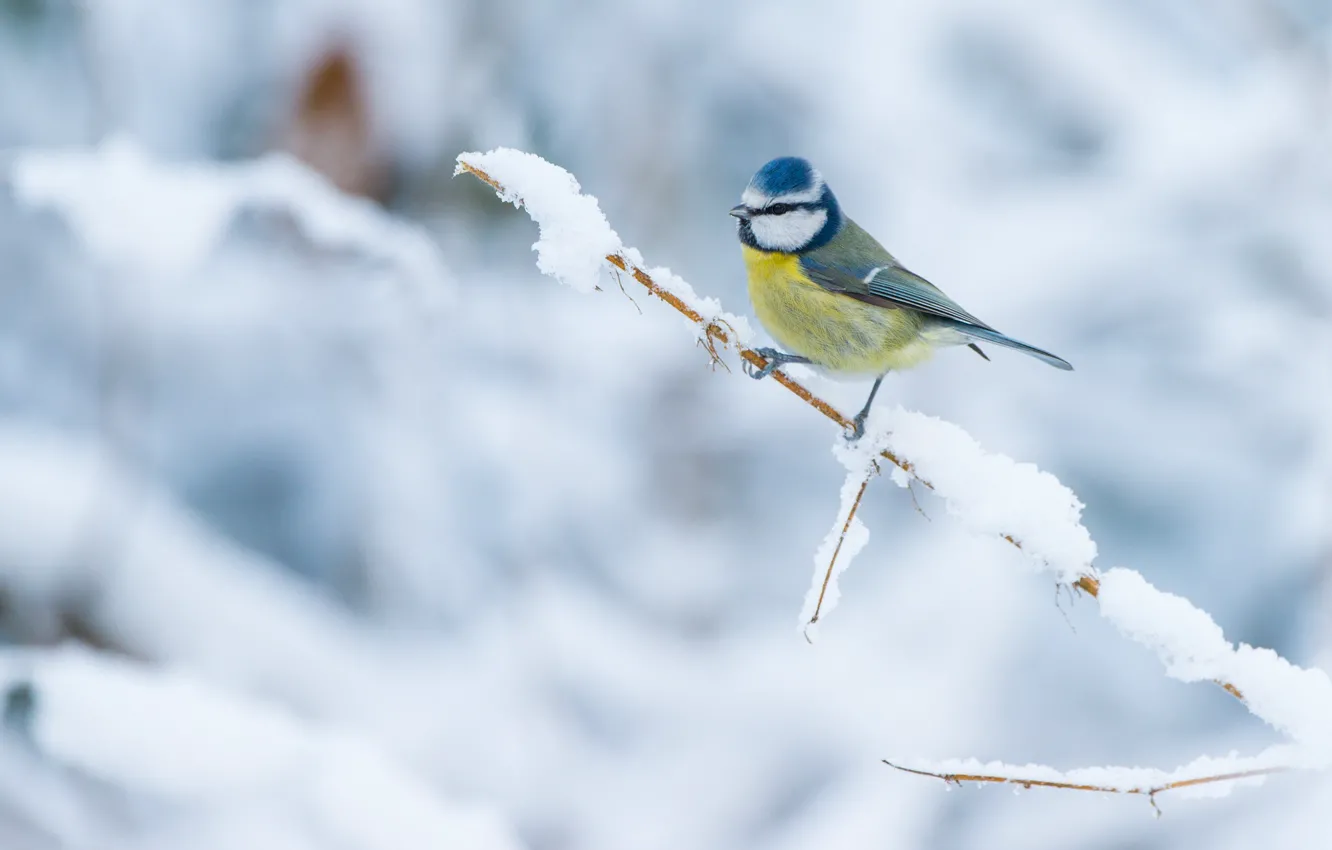 Фото обои зима, снег, птица, ветка, птичка, светлый фон, маленькая, синичка