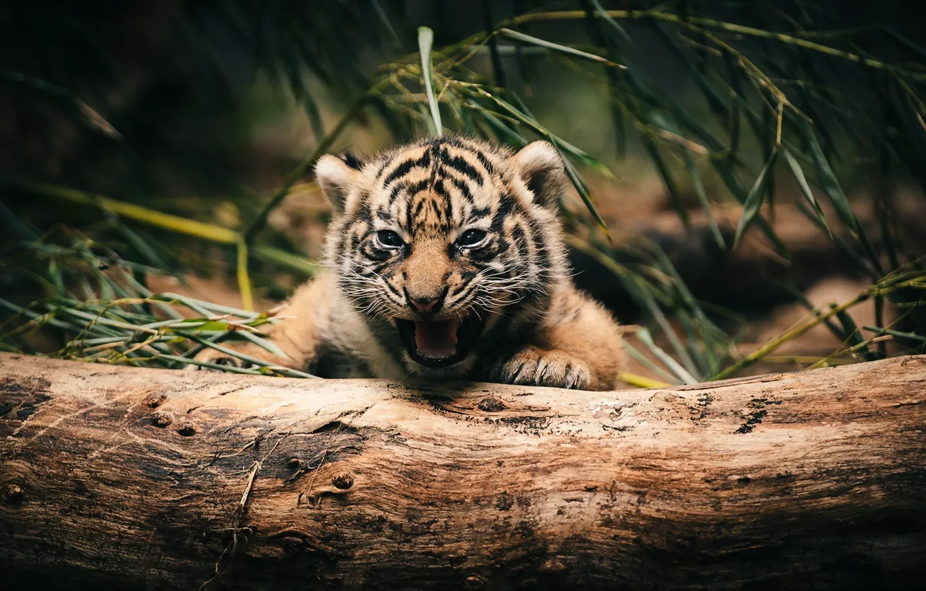 Фото обои green, red, black, jungle, yellow, brown, alone, trunk