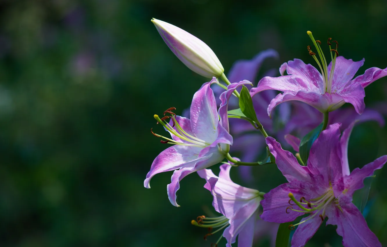 Фото обои лилия, ветка, лепестки, цветение, фиолетовая, тычинка