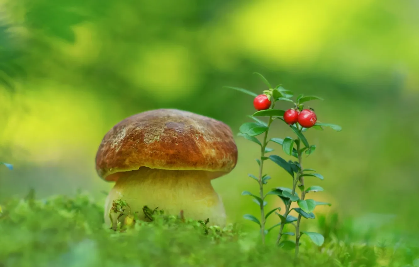 Фото обои гриб, мох, брусника, боровик