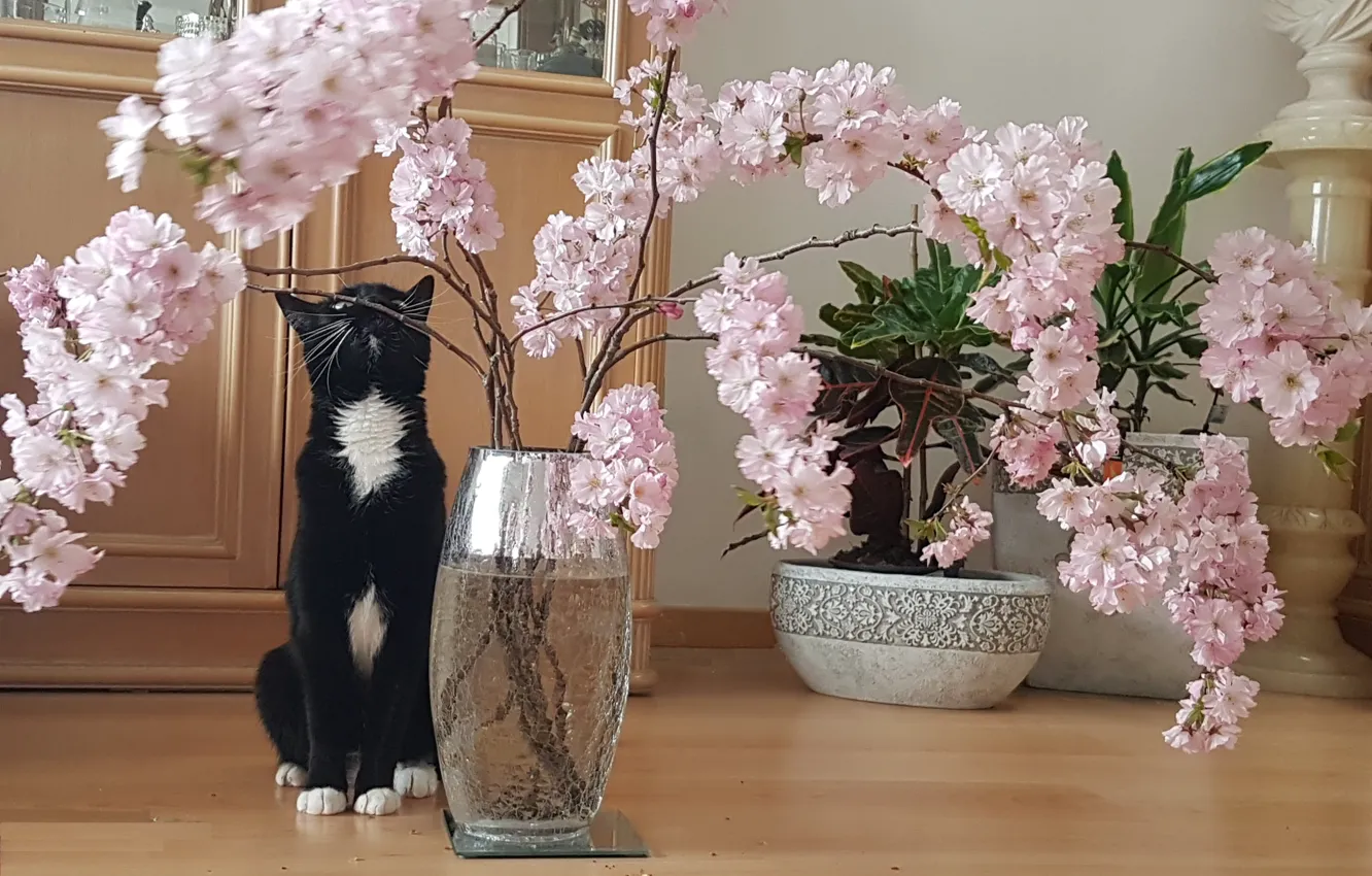 Фото обои кошки, цветы, розовый, сакура