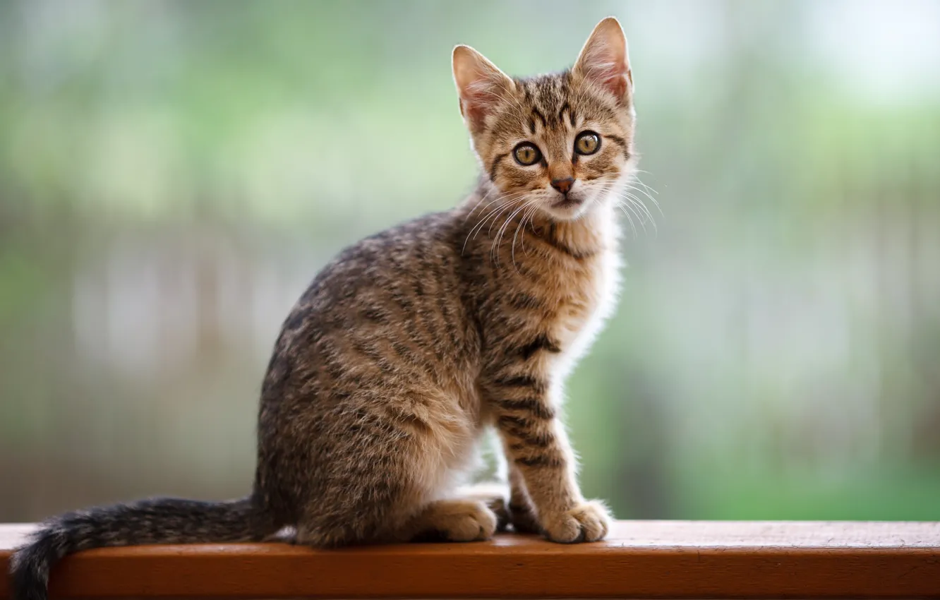 Фото обои кошка, фон, доски, котёнок, сидит