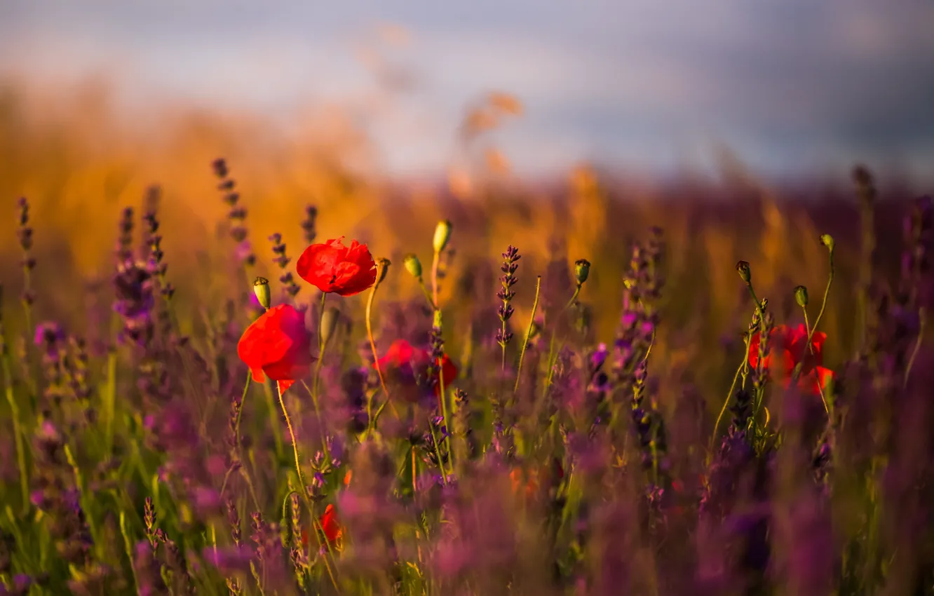 Фото обои field, flowers, lavender, poppies, sunny
