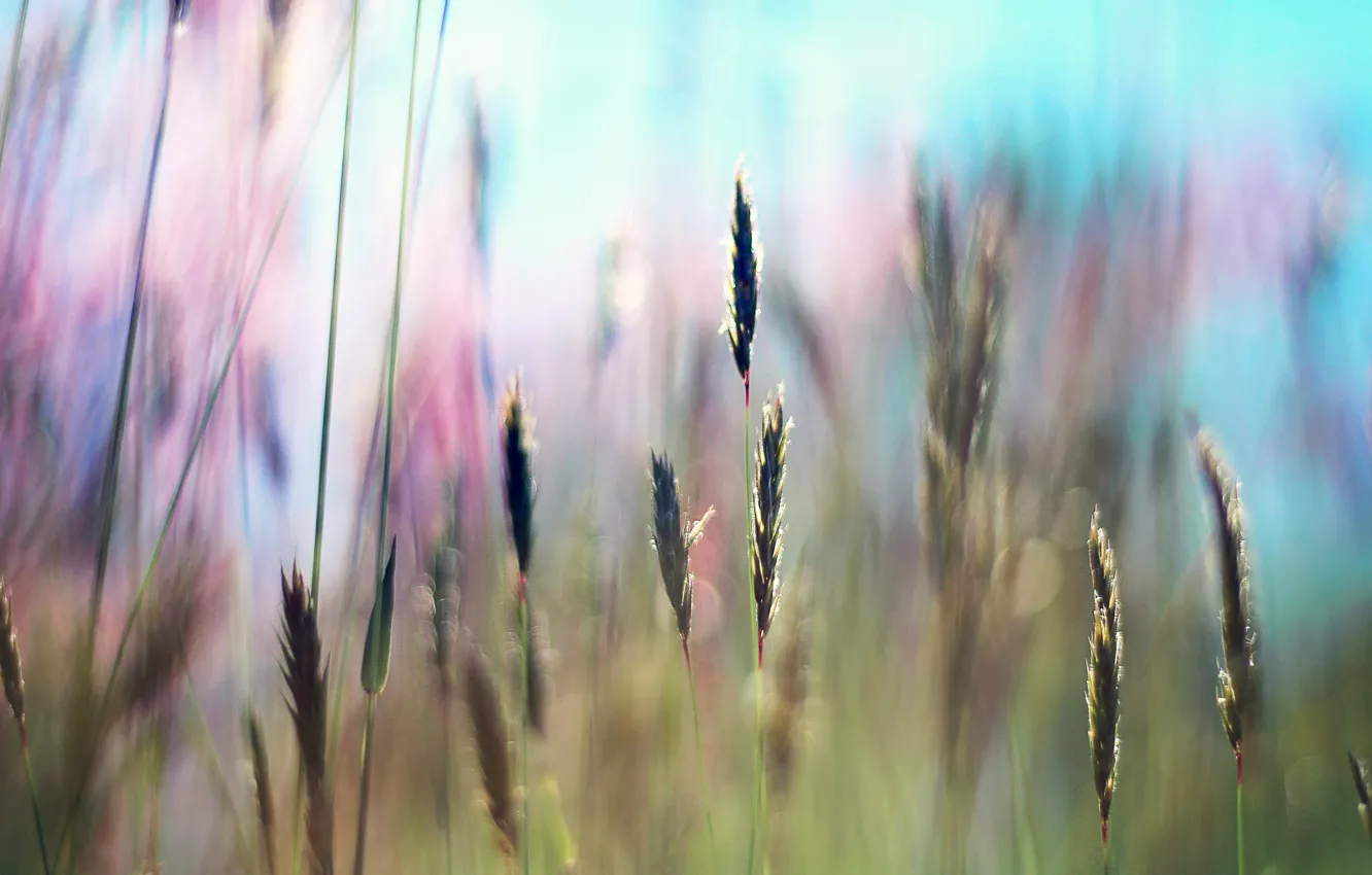Фото обои поле, лето, трава, солнце, лучи, свет, свежесть