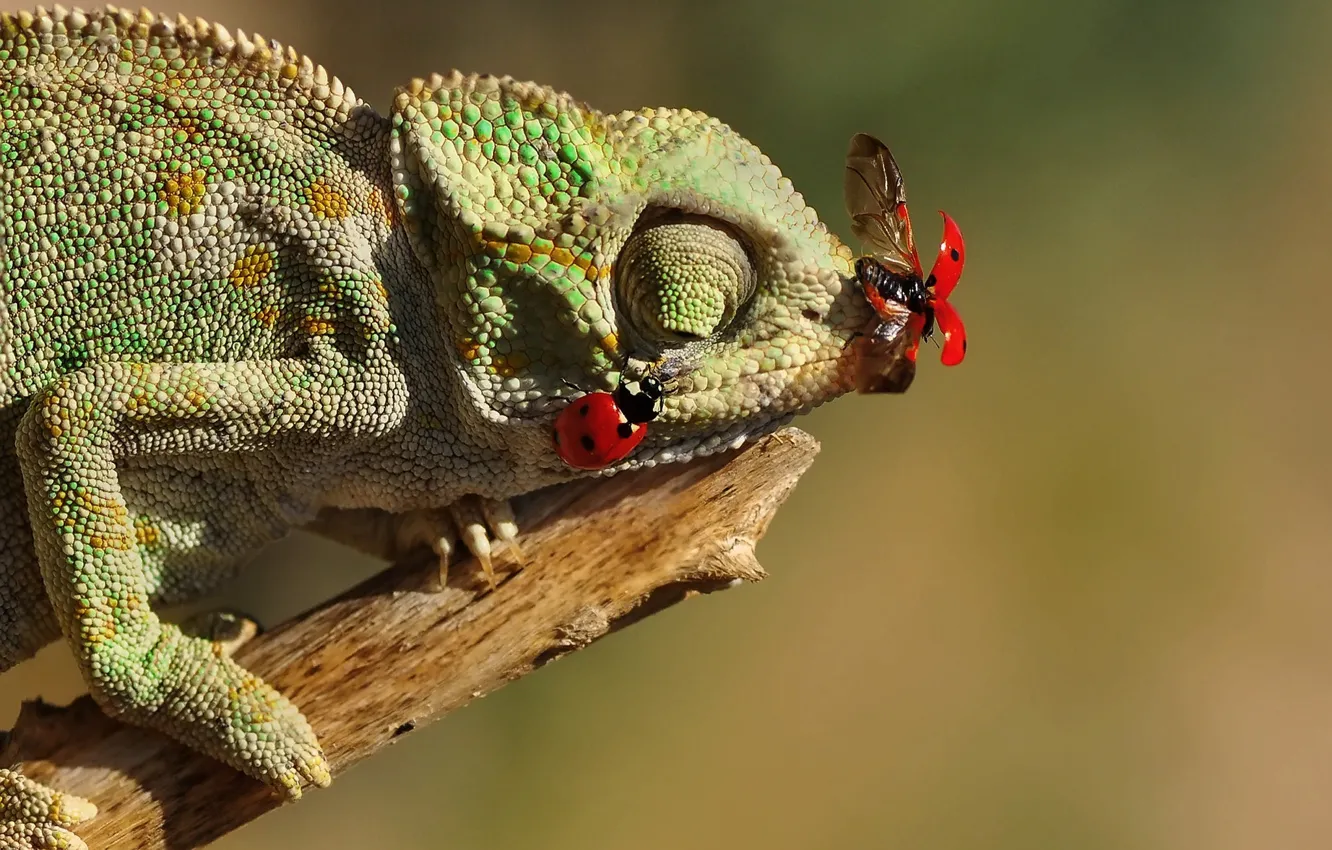 Фото обои насекомые, хамелеон, ящерица, божьи коровки, сучок, Mustafa Öztürk